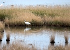 Grote zilverreiger   P.Bernard